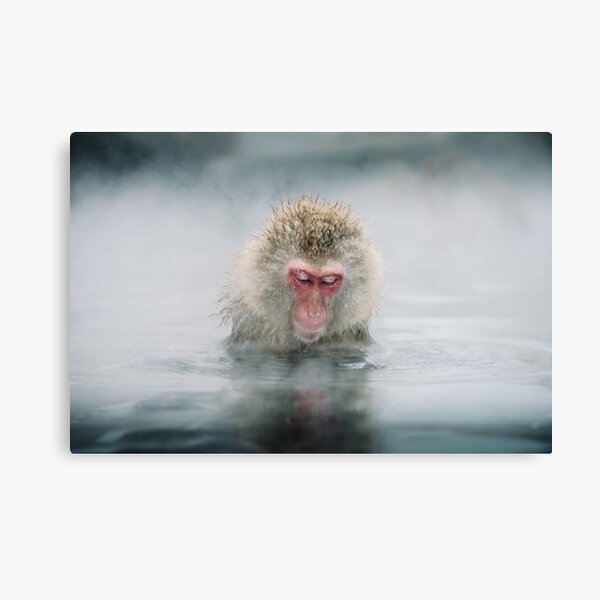 snow monkey Canvas Print