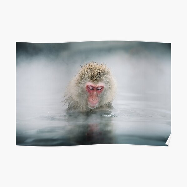 snow monkey Poster