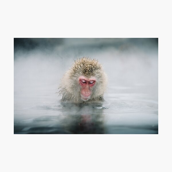 snow monkey Photographic Print
