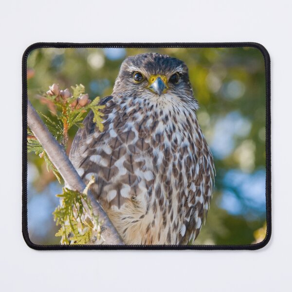 Item preview, Merlin Falcon designed and sold by Michael Cummings.