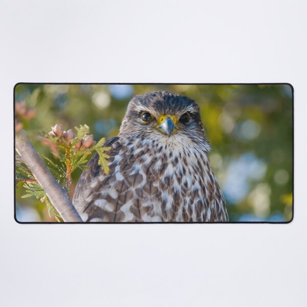 Item preview, Merlin Falcon designed and sold by Michael Cummings.