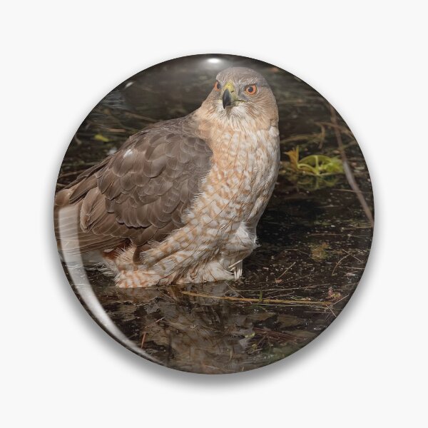 Item preview, Coopers Hawk designed and sold by Michael Cummings.