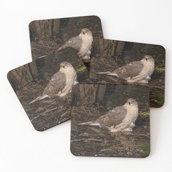Item preview, Coopers Hawk designed and sold by Michael Cummings.