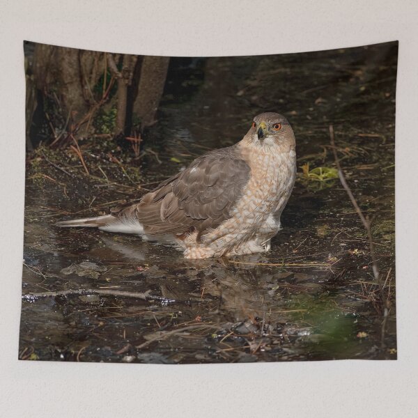 Item preview, Coopers Hawk designed and sold by Michael Cummings.