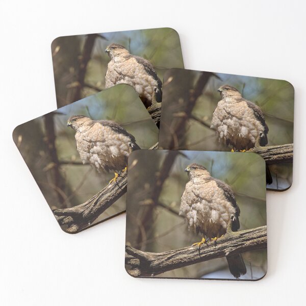 Item preview, Coopers Hawk designed and sold by Michael Cummings.