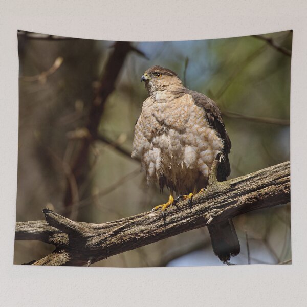 Item preview, Coopers Hawk designed and sold by Michael Cummings.
