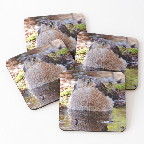 Item preview, Coopers Hawk designed and sold by Michael Cummings.