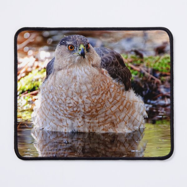 Item preview, Coopers Hawk designed and sold by Michael Cummings.