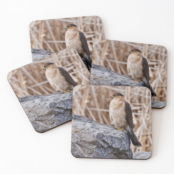 Item preview, Coopers Hawk designed and sold by Michael Cummings.