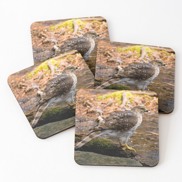 Item preview, Coopers Hawk designed and sold by Michael Cummings.