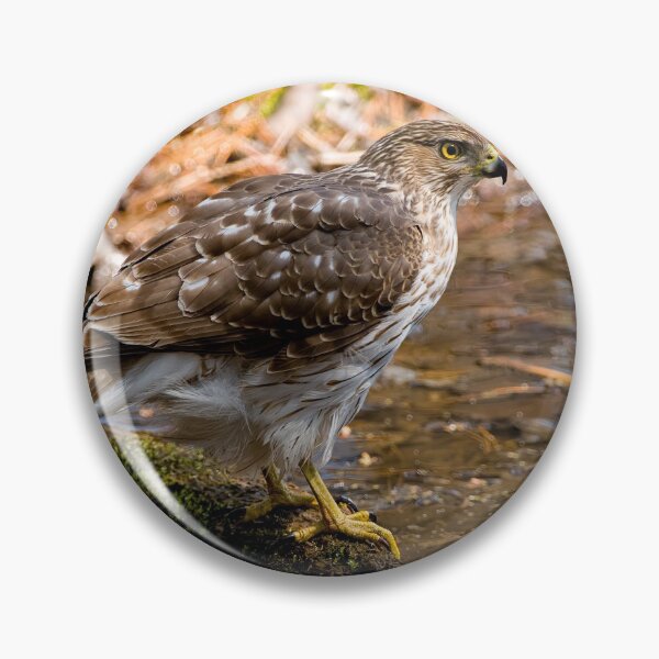 Item preview, Coopers Hawk designed and sold by Michael Cummings.