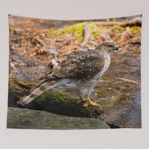 Item preview, Coopers Hawk designed and sold by Michael Cummings.
