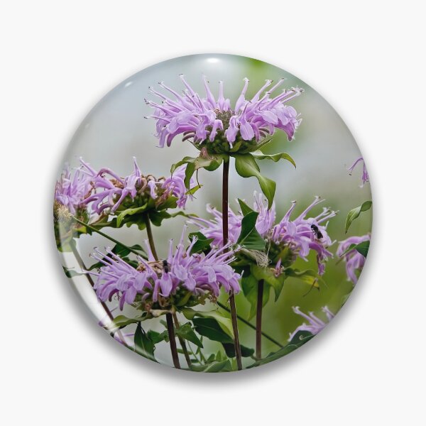 Item preview, Wild Bergamot designed and sold by Michael Cummings.