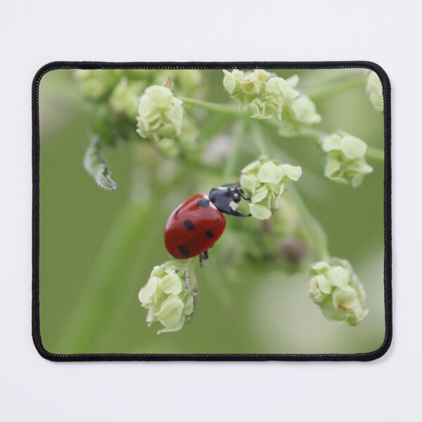 Item preview, Ladybug designed and sold by MvMeer.