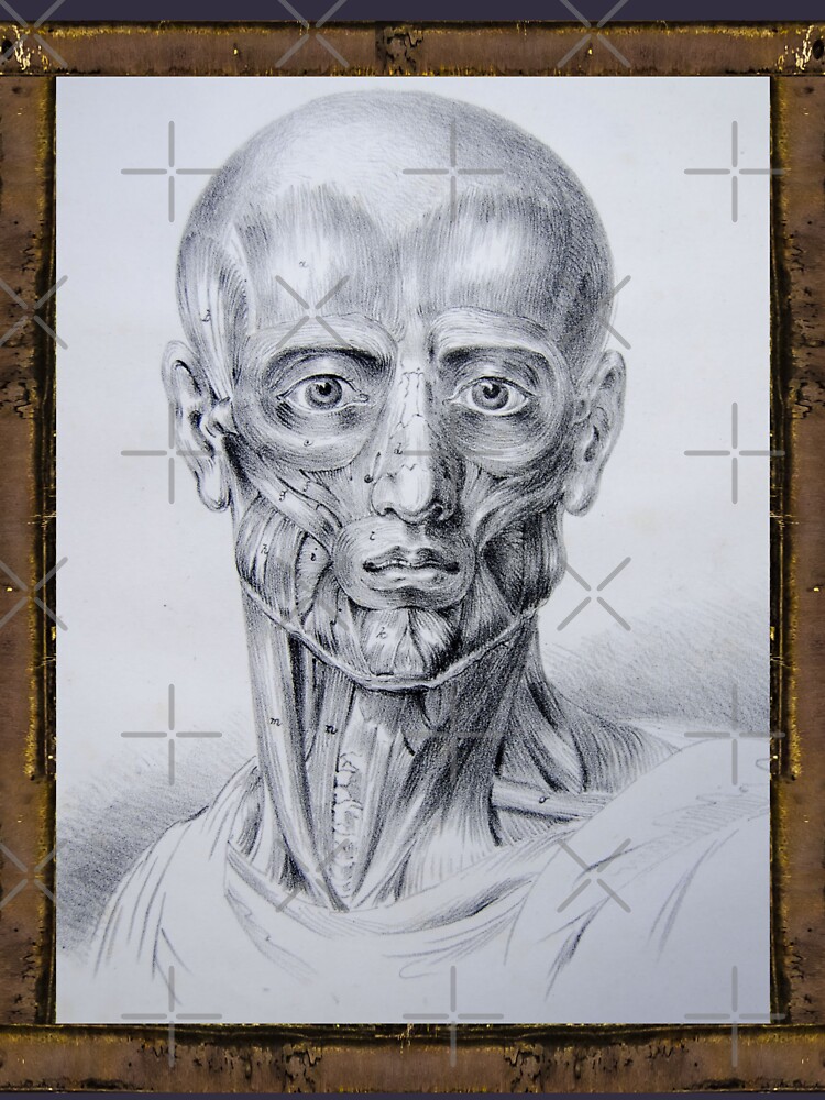 "Anatomical board Muscles of the face and neck Anatomical designs, human body and anatomy