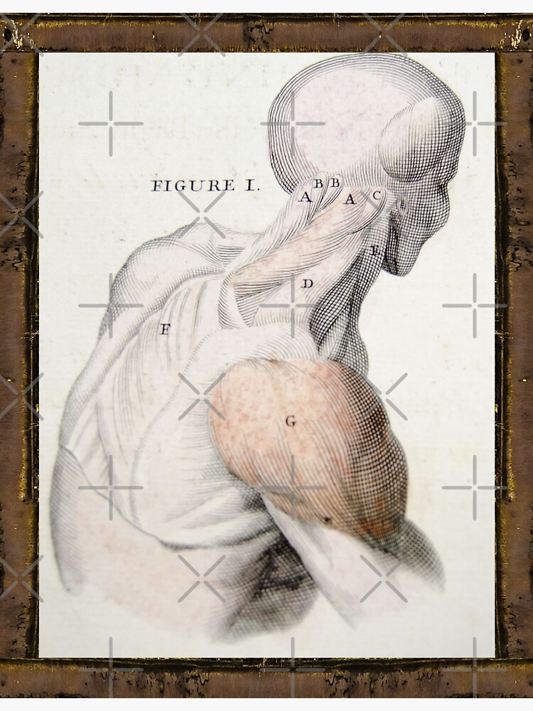 Poster avec l'œuvre « Planche anatomique Muscles du haut du dos et