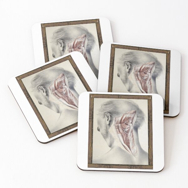 Item preview, Anatomical board Nervous system of the back of the neck - Anatomical designs, human body and anatomy boards designed and sold by AdvanceDesign.