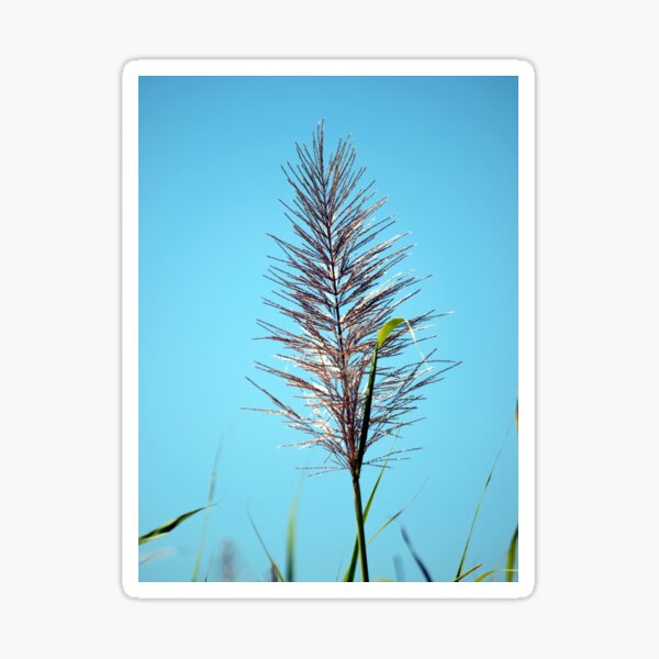 SUGAR CANE FLOWER Sticker