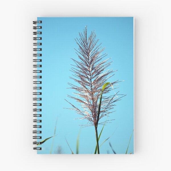 Item preview, SUGAR CANE FLOWER designed and sold by W E NIXON  PHOTOGRAPHY.
