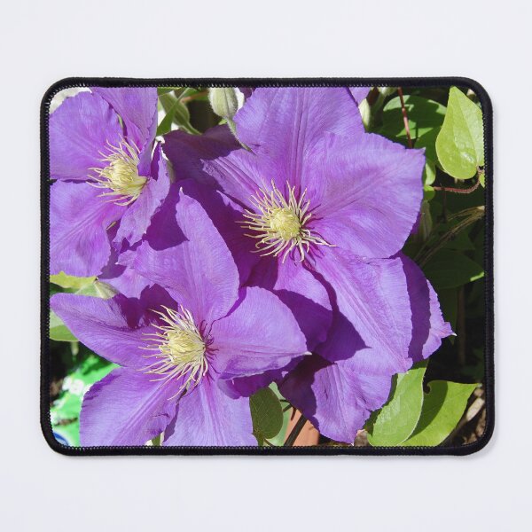 Item preview, CLEMATIS UP CLOSE. designed and sold by ronsaunders47.