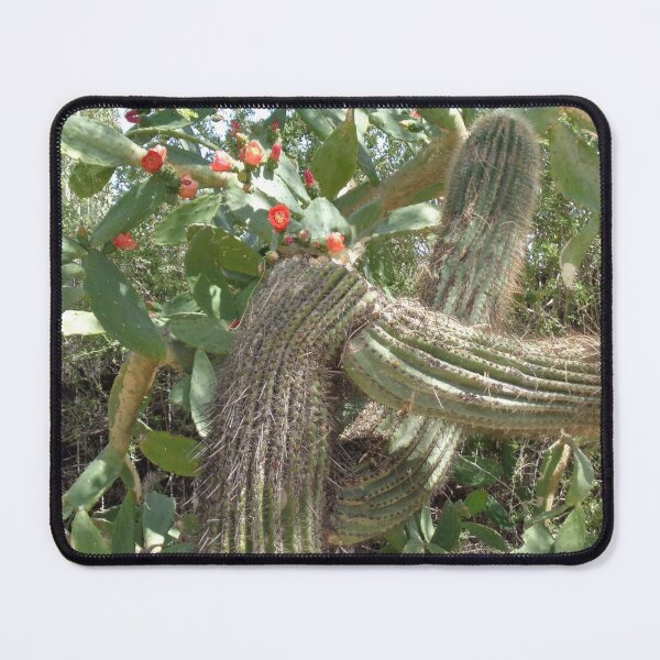 Item preview, Cactus and Orange designed and sold by GardenArtworks.