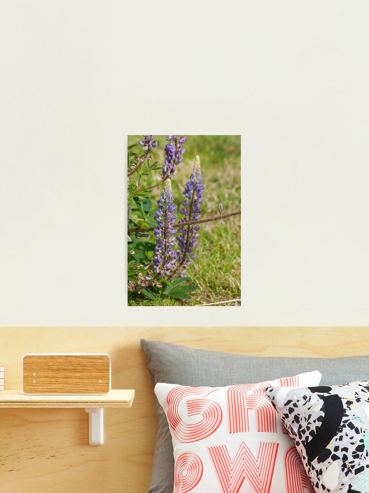 Thumbnail 2 of 3, Photographic Print, Beautiful in Purple designed and sold by MaluC.
