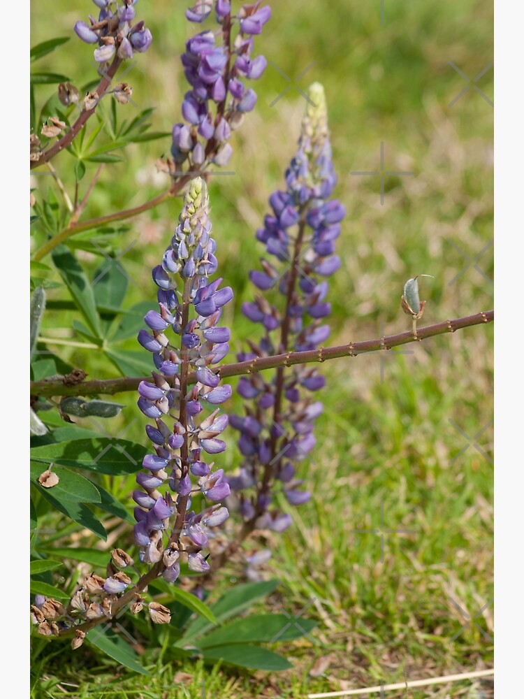 Thumbnail 3 of 3, Photographic Print, Beautiful in Purple designed and sold by MaluC.