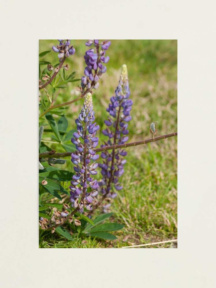 Thumbnail 1 of 3, Photographic Print, Beautiful in Purple designed and sold by MaluC.