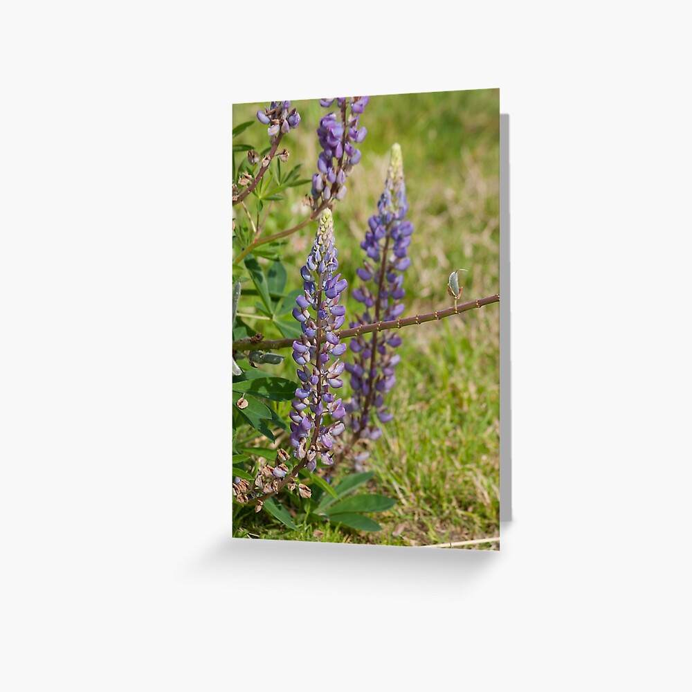 Item preview, Greeting Card designed and sold by MaluC.