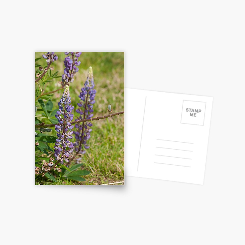 Item preview, Postcard designed and sold by MaluC.