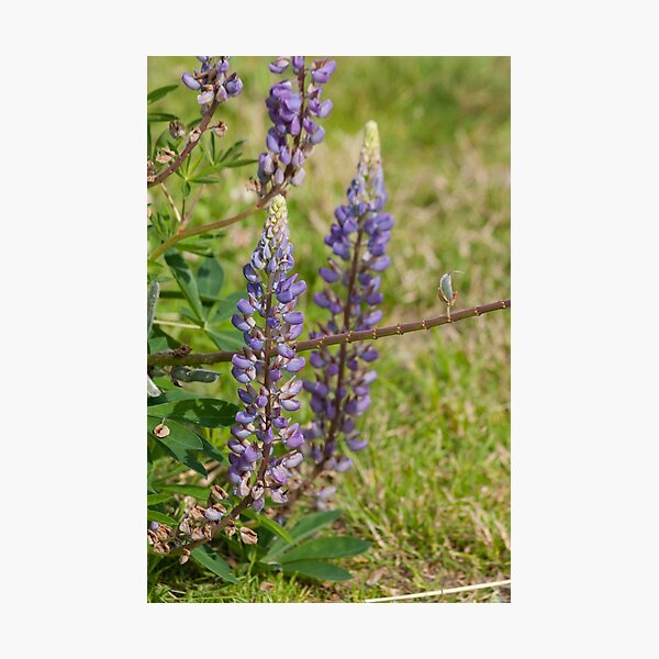 Photographic Print