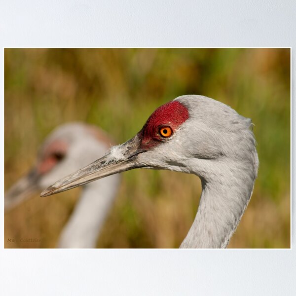 Item preview, Sandhill Crane 2 designed and sold by MaluC.