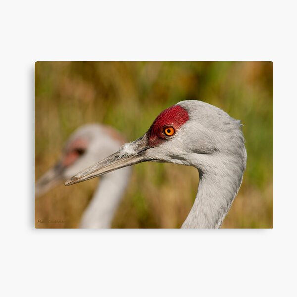 Item preview, Sandhill Crane 2 designed and sold by MaluC.