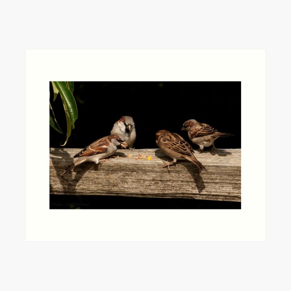 Item preview, Beautiful birds at play designed and sold by MaluC.