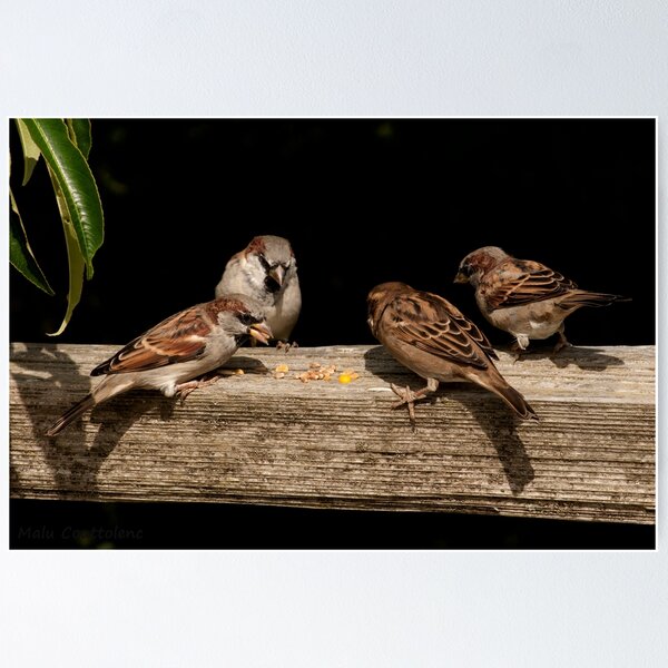 Item preview, Beautiful birds at play designed and sold by MaluC.