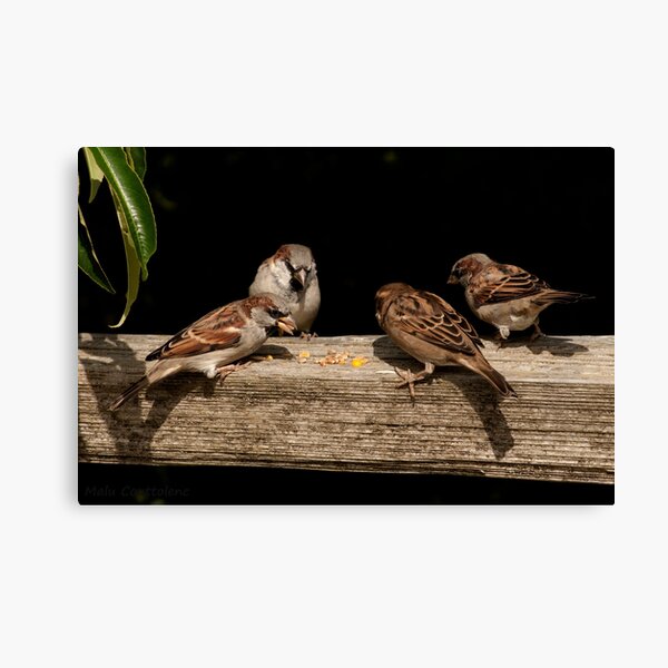 Item preview, Beautiful birds at play designed and sold by MaluC.