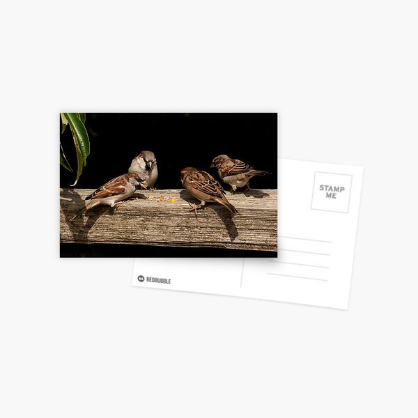 Item preview, Beautiful birds at play designed and sold by MaluC.