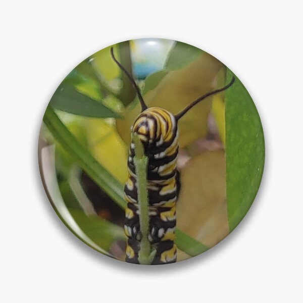 Artikelvorschau, Monarch Catapillar Munching entworfen und verkauft von Cagedheart15.