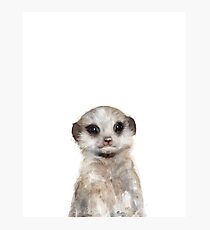 Kleiner Erdmännchen Fotodruck