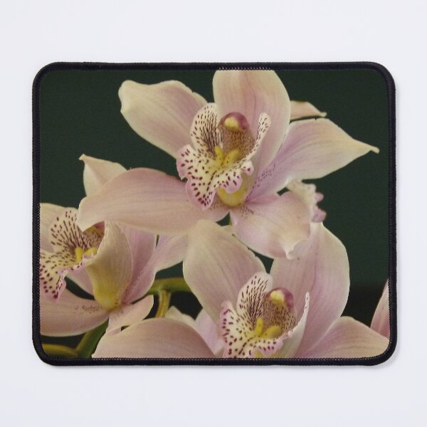 Item preview, "Best Pink" designed and sold by Trish Meyer.