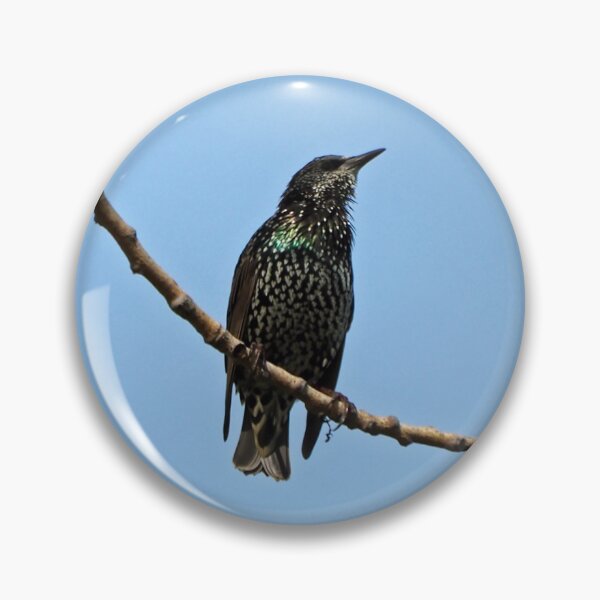 Item preview, Common Starling designed and sold by BackyardBirder.