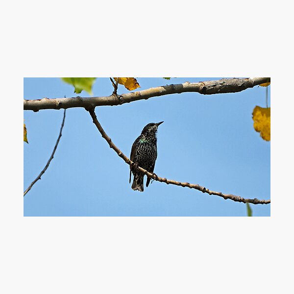 Common Starling Photographic Print