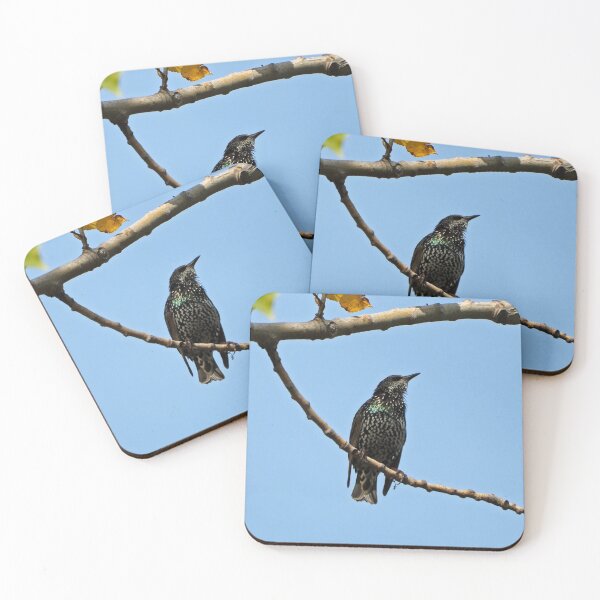 Item preview, Common Starling designed and sold by BackyardBirder.