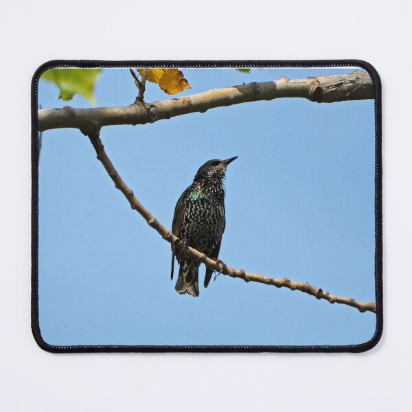Item preview, Common Starling designed and sold by BackyardBirder.