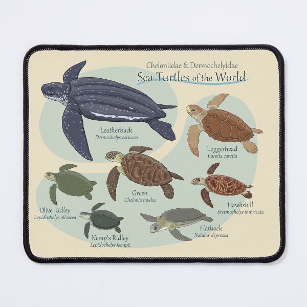 Item preview, Sea Turtles of the World designed and sold by ArtByBreah.