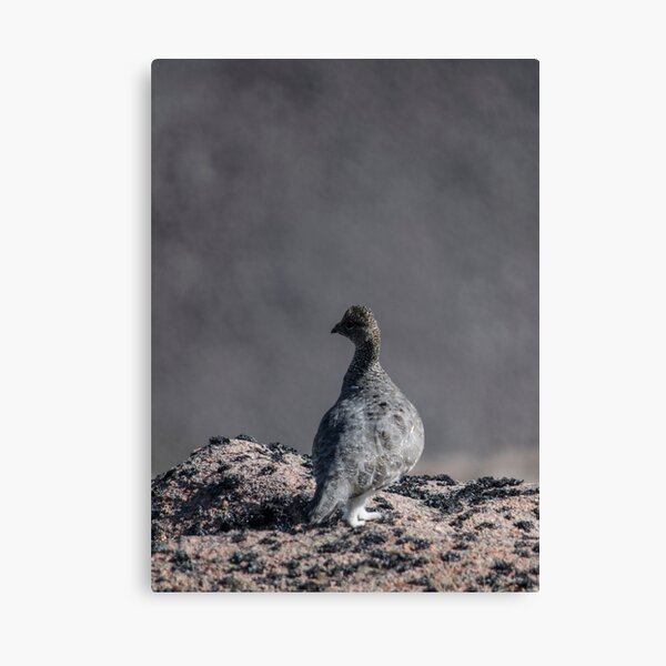 Item preview, Ptarmigan  designed and sold by Ian Maclellan.