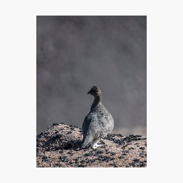 Item preview, Ptarmigan  designed and sold by Ian Maclellan.