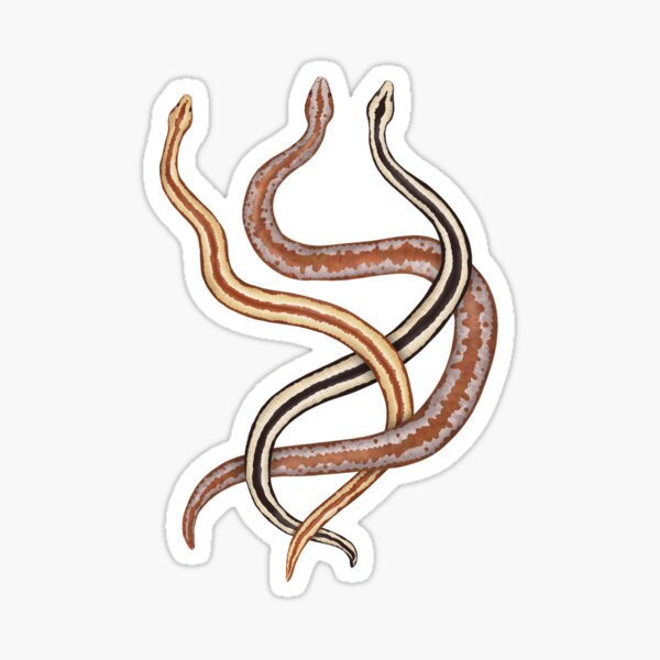 Item preview, Rosy Boa Trifecta designed and sold by CatchItCreation.