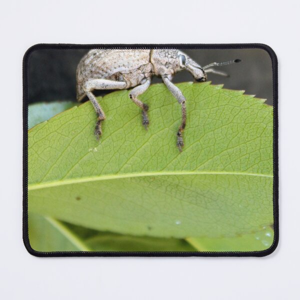 Item preview, Weevil bug designed and sold by Shirlei  Barnes.