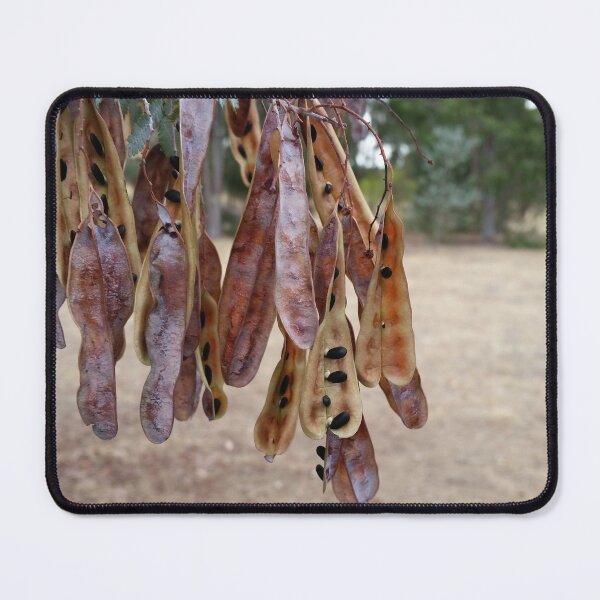 Item preview, Seed pod sunshine wattle designed and sold by Shirlei  Barnes.